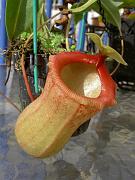 Nepenthes ventricosa x sibuyanensis 2